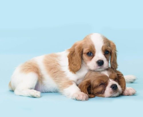 October Puppy Class in Boulder